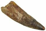 Fossil Spinosaurus Tooth - Massive Dinosaur Tooth #281127-1